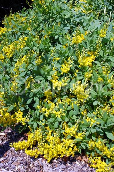 Yellow blooms; North American Native