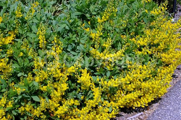 Yellow blooms; North American Native