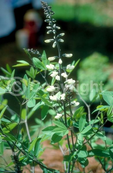Yellow blooms; Purple blooms; White blooms; Deciduous; North American Native