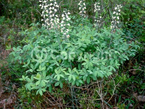 Yellow blooms; Purple blooms; White blooms; Deciduous; North American Native