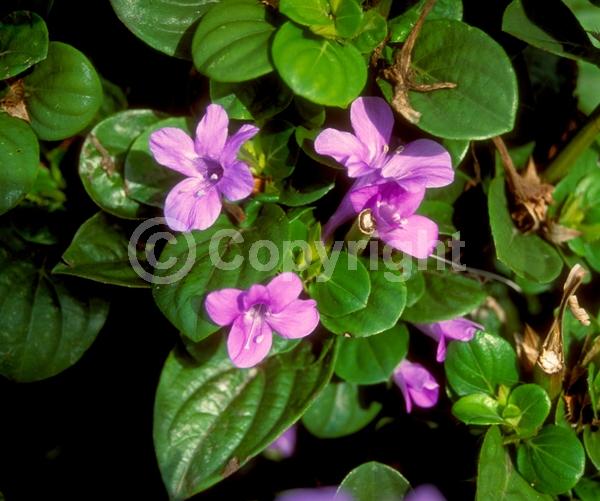 White blooms; Pink blooms; Lavender blooms; Semi-evergreen