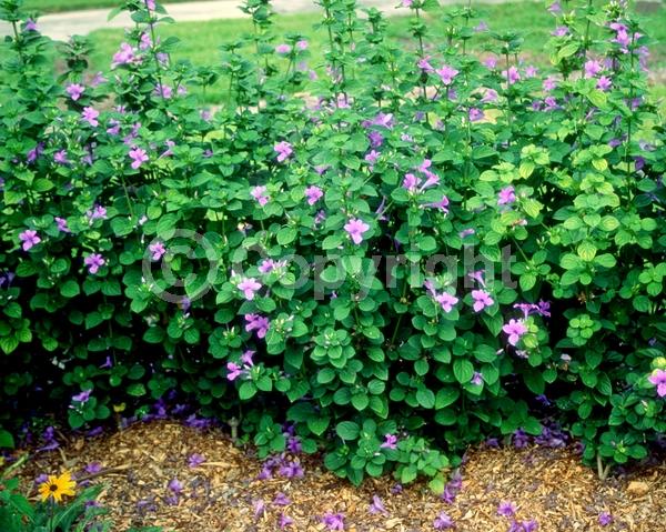 White blooms; Pink blooms; Lavender blooms; Semi-evergreen