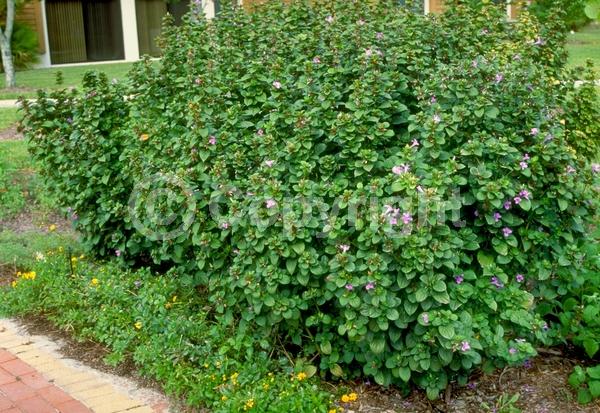 White blooms; Pink blooms; Lavender blooms; Semi-evergreen