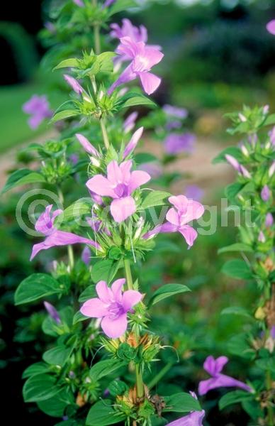 White blooms; Pink blooms; Lavender blooms; Semi-evergreen