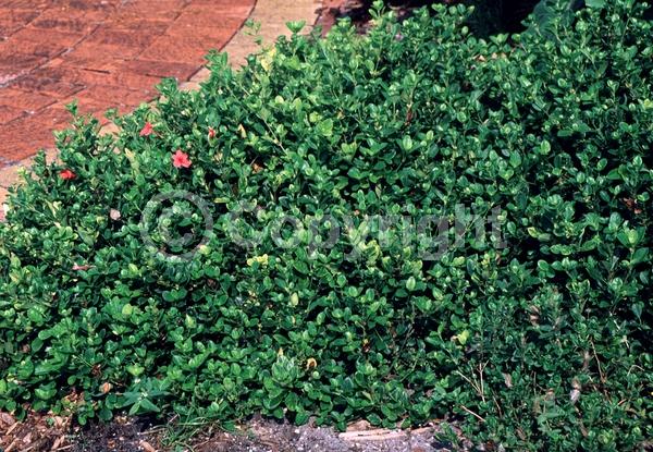 Salmon blooms; Semi-evergreen