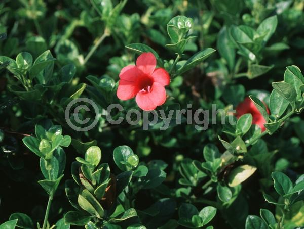 Salmon blooms; Semi-evergreen