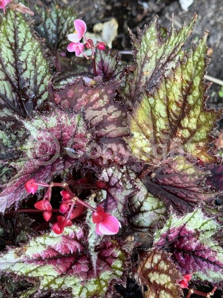Red blooms; Pink blooms