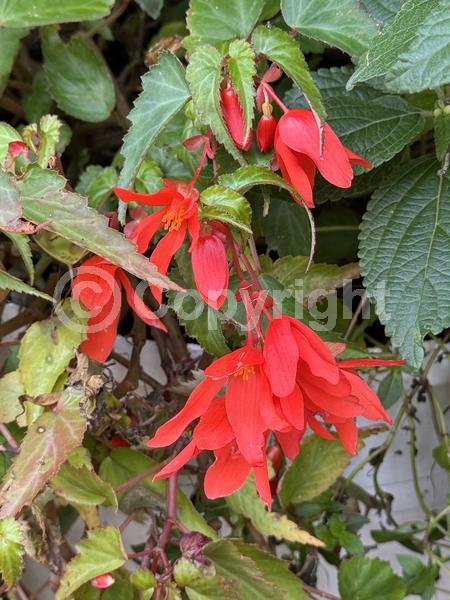 Red blooms; Orange blooms; Yellow blooms; White blooms; Pink blooms; Evergreen