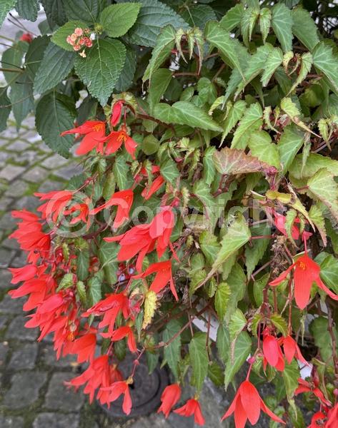 Red blooms; Orange blooms; Yellow blooms; White blooms; Pink blooms; Evergreen