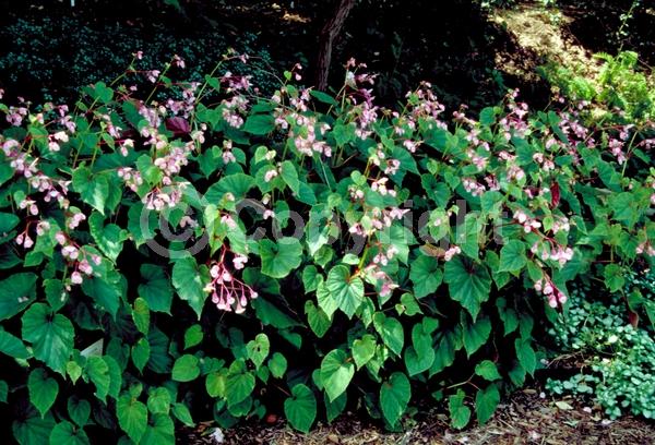 White blooms; Pink blooms; Deciduous; Broadleaf
