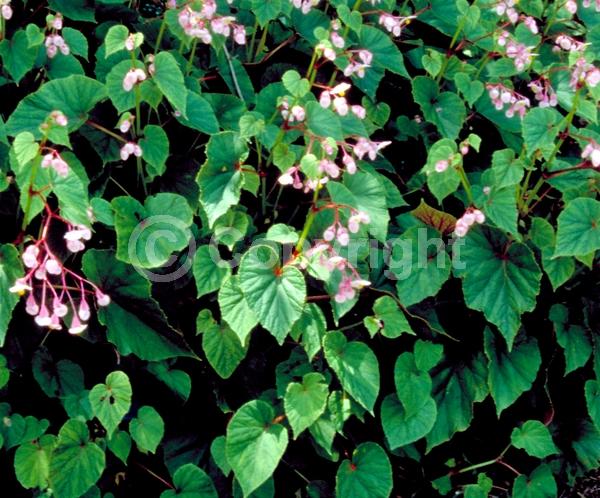 White blooms; Pink blooms; Deciduous; Broadleaf