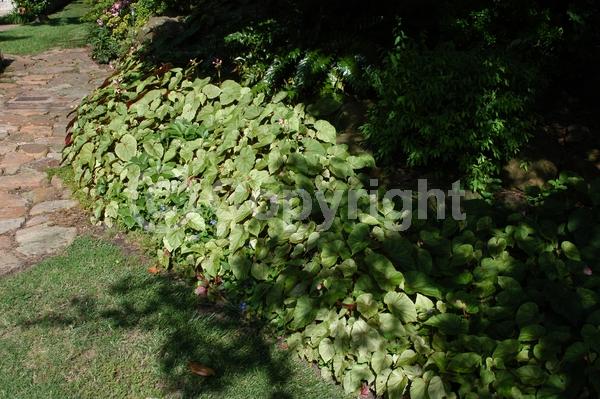 White blooms; Pink blooms; Deciduous; Broadleaf