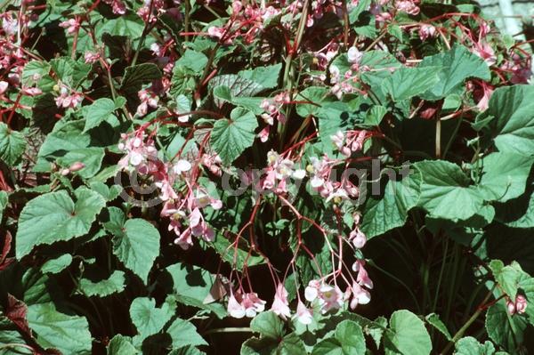 White blooms; Pink blooms; Deciduous; Broadleaf
