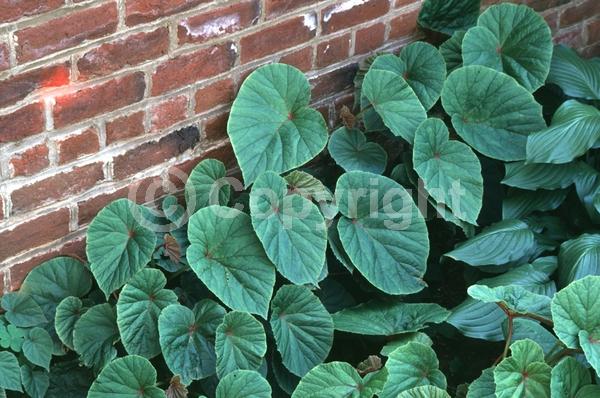 White blooms; Pink blooms; Deciduous; Broadleaf