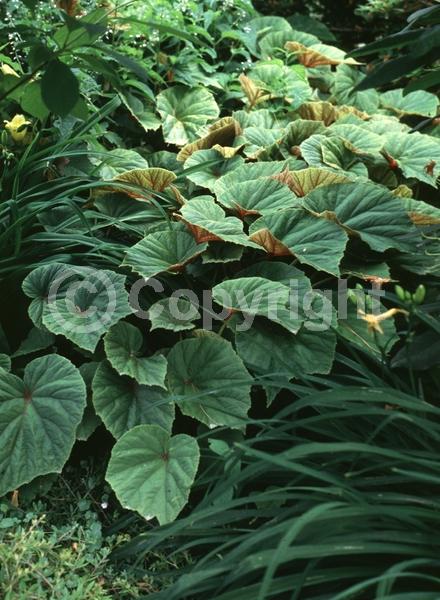 White blooms; Pink blooms; Deciduous; Broadleaf