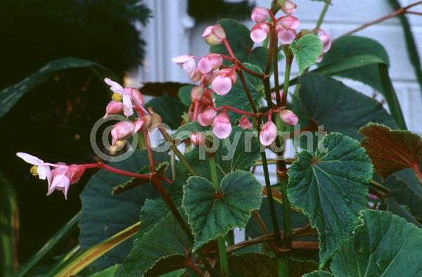 White blooms; Pink blooms; Deciduous; Broadleaf