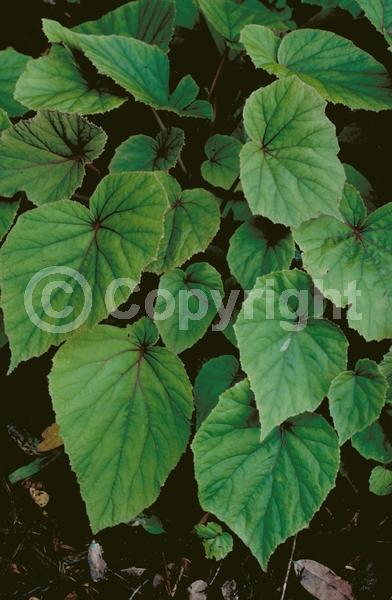 White blooms; Pink blooms; Deciduous; Broadleaf
