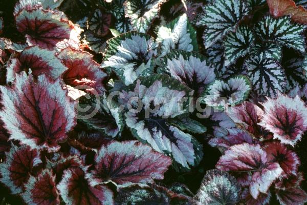 White blooms; Pink blooms; Evergreen; Broadleaf