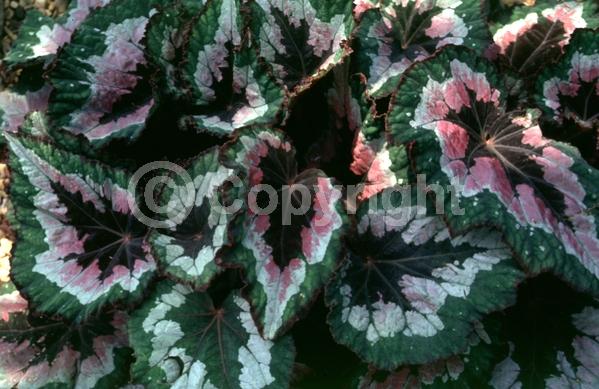 White blooms; Pink blooms; Evergreen; Broadleaf