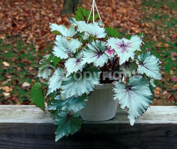 White blooms; Pink blooms