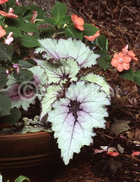 White blooms; Pink blooms