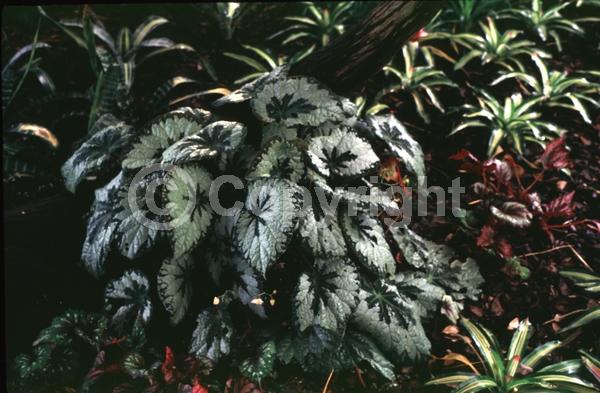 White blooms; Pink blooms