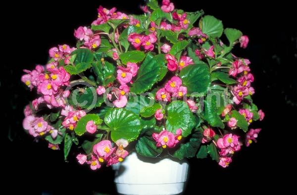 Red blooms; White blooms; Pink blooms; Evergreen; Broadleaf