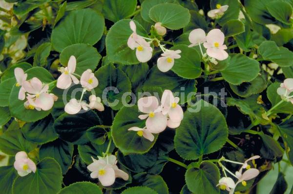 Red blooms; White blooms; Pink blooms; Evergreen; Broadleaf