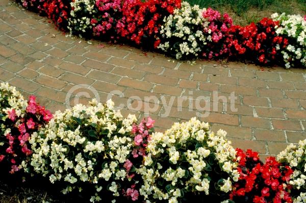 Red blooms; White blooms; Pink blooms; Evergreen; Broadleaf