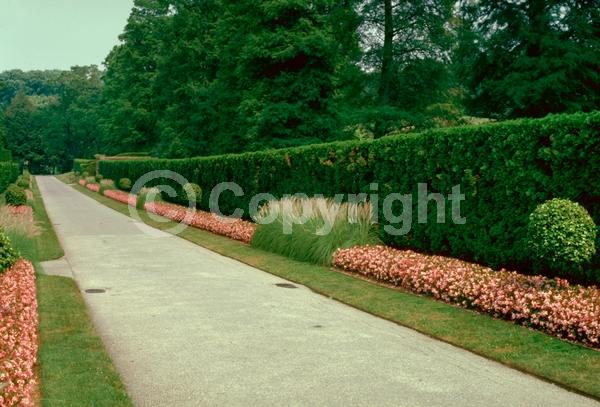 Red blooms; White blooms; Pink blooms; Evergreen; Broadleaf