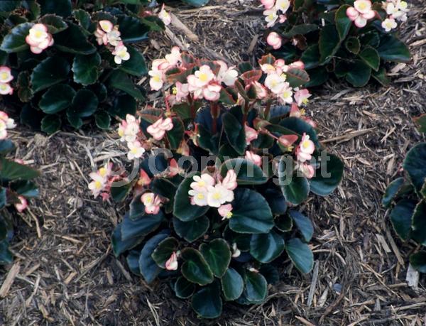Red blooms; White blooms; Pink blooms; Evergreen; Broadleaf