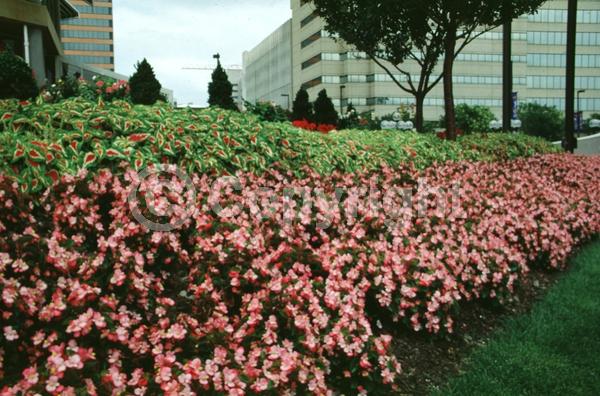 Red blooms; White blooms; Pink blooms; Evergreen; Broadleaf