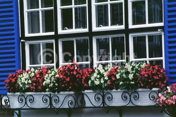 Red blooms; White blooms; Pink blooms; Evergreen; Broadleaf