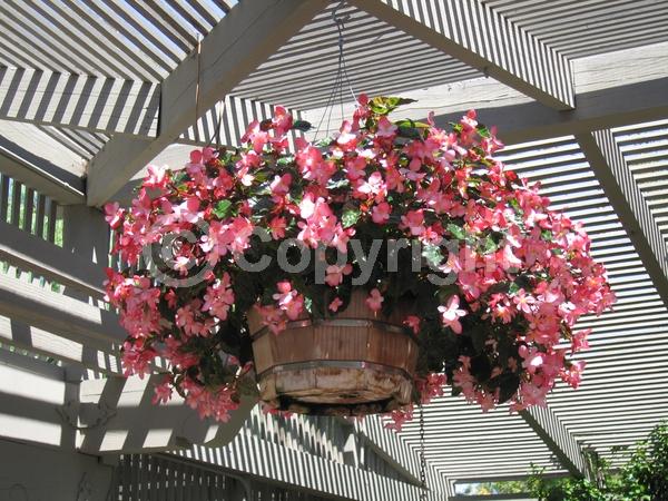 Red blooms; White blooms; Pink blooms; Evergreen; Broadleaf