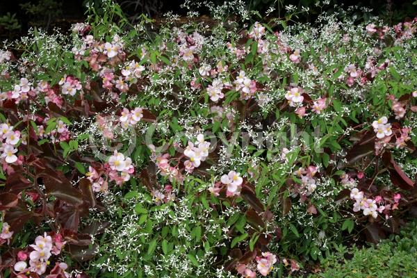 Red blooms; White blooms; Pink blooms; Evergreen; Broadleaf