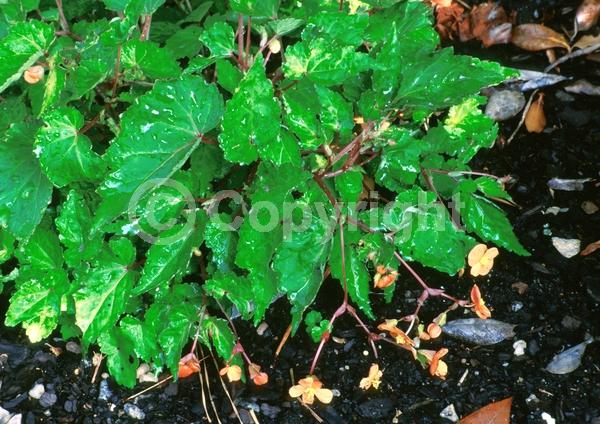 Red blooms; Orange blooms; Deciduous; Broadleaf