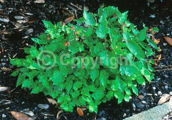 Red blooms; Orange blooms; Deciduous; Broadleaf