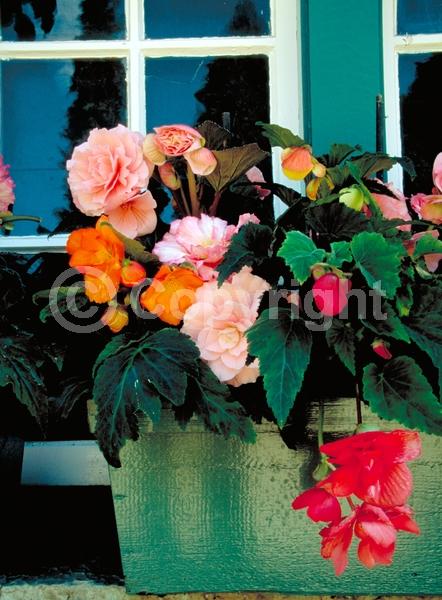 Red blooms; Orange blooms; Yellow blooms; White blooms; Pink blooms; Salmon blooms; Deciduous