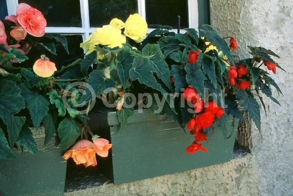 Red blooms; Orange blooms; Yellow blooms; White blooms; Pink blooms; Salmon blooms; Deciduous