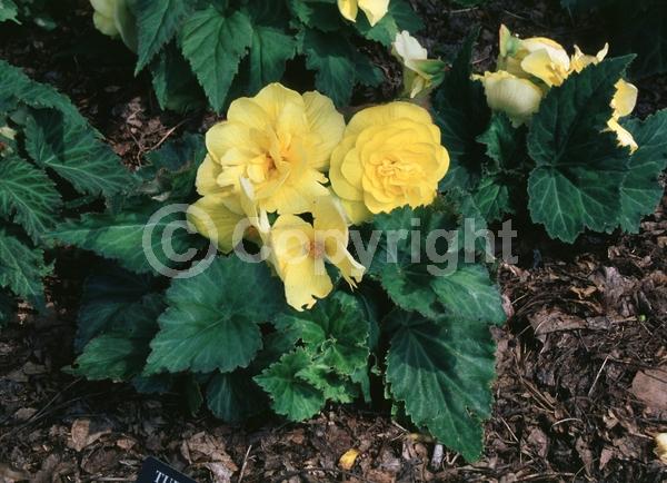 Yellow blooms; Deciduous