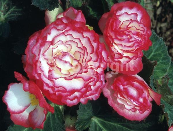 White blooms; Pink blooms; Deciduous