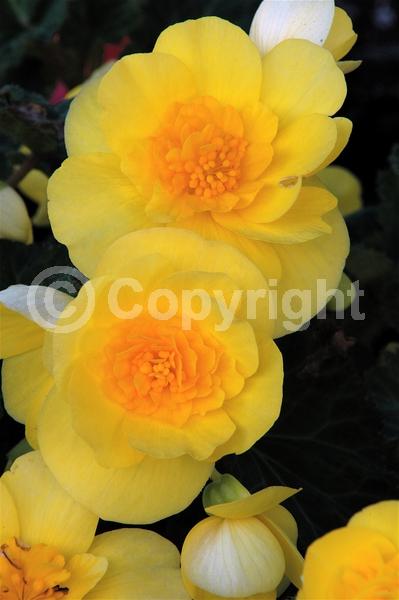 Yellow blooms; Deciduous