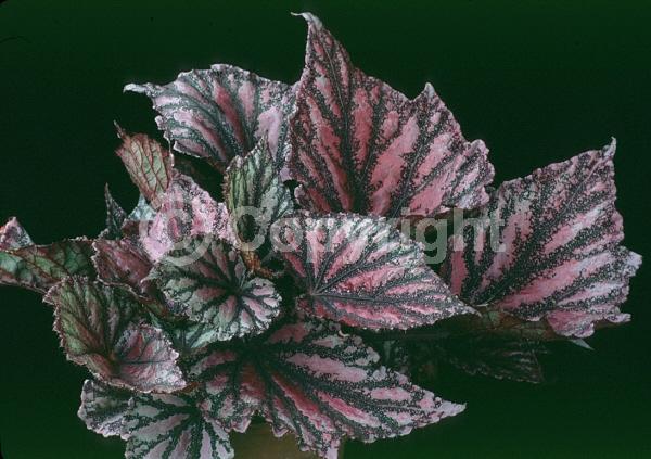 Pink blooms; Evergreen