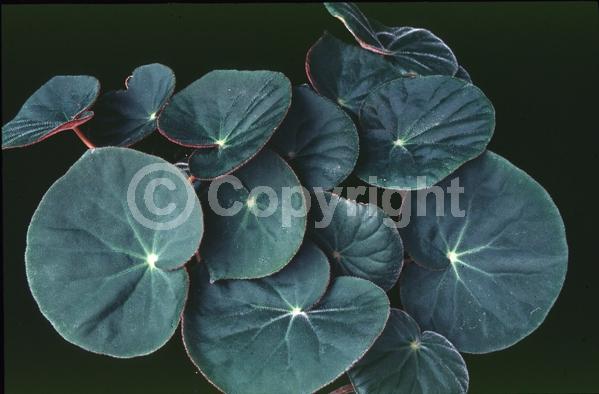 Pink blooms; Evergreen