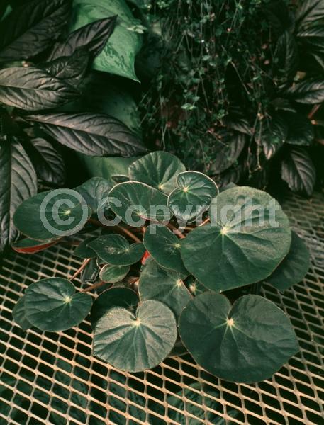 Pink blooms; Evergreen