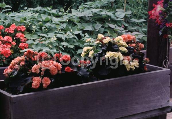 Red blooms; Orange blooms; Yellow blooms; White blooms; Pink blooms; Salmon blooms; Deciduous