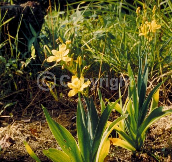 Yellow blooms; Evergreen; Needles or needle-like leaf