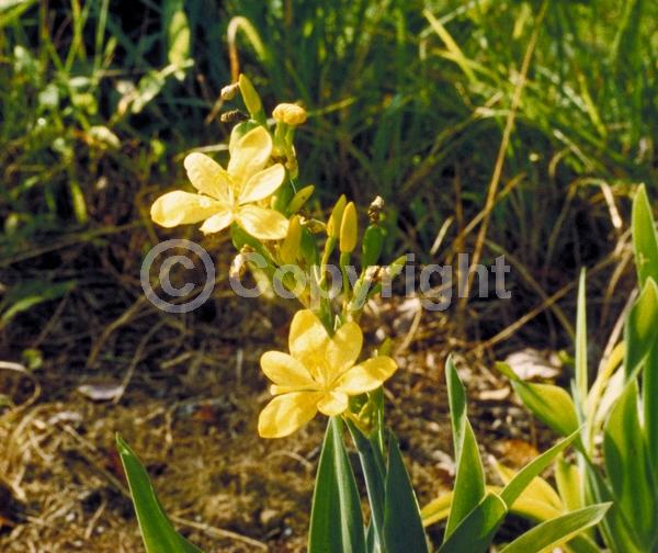 Yellow blooms; Evergreen; Needles or needle-like leaf