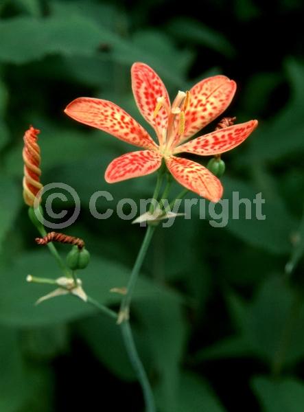 Orange blooms; Yellow blooms; Evergreen; Needles or needle-like leaf