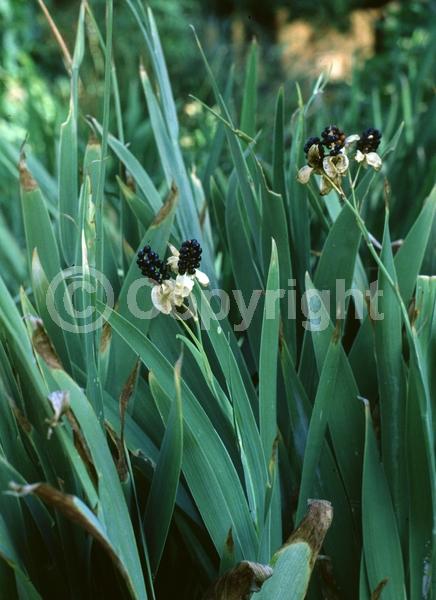 Orange blooms; Yellow blooms; Evergreen; Needles or needle-like leaf